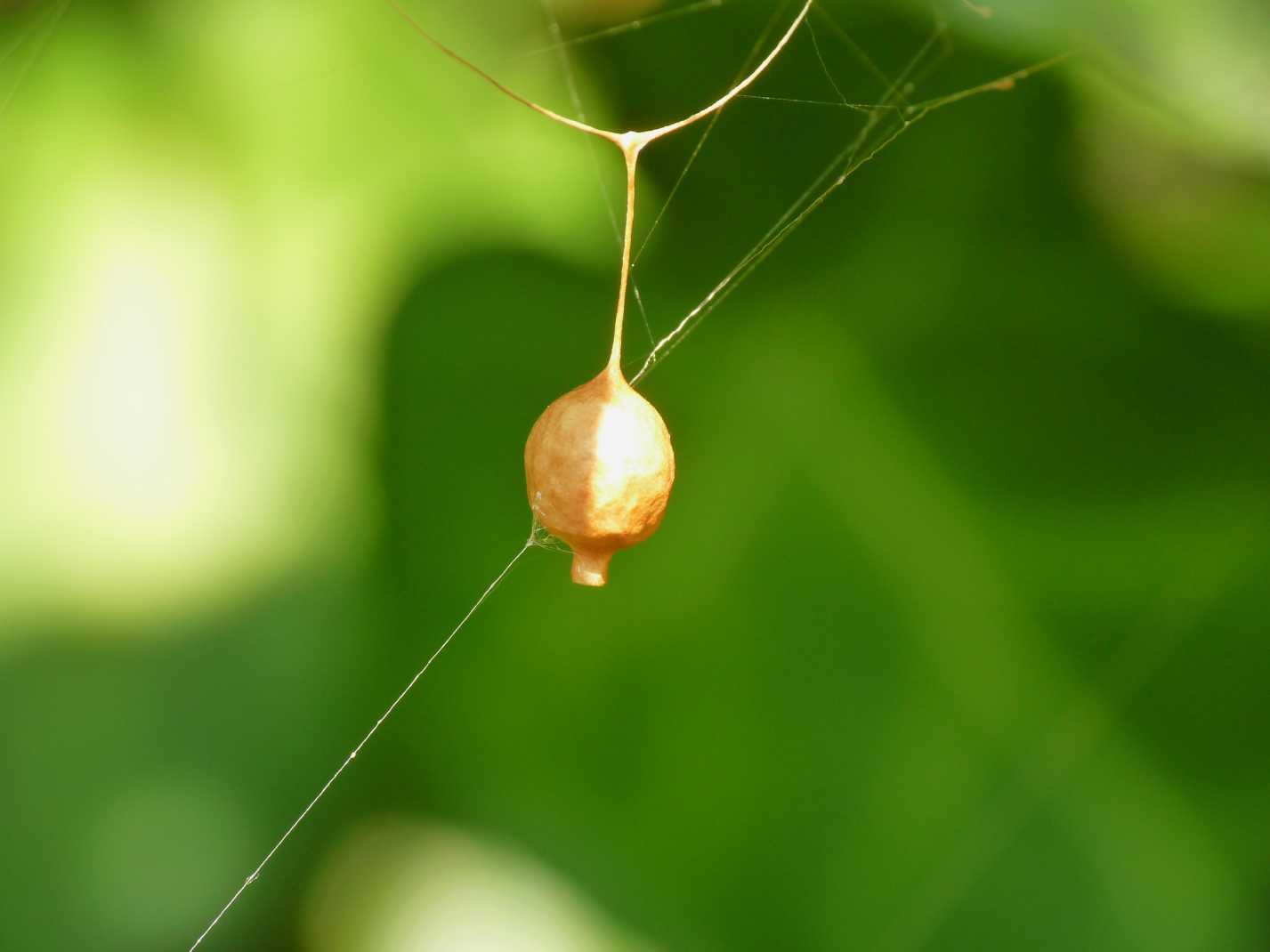 Ovisacchi di Cyrtarachne ixoides - Santa Teresa Gallura (OT)